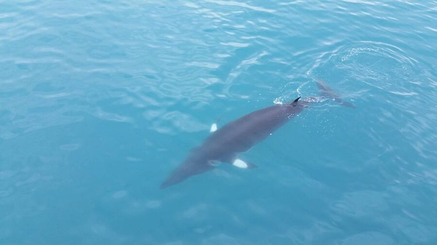 Reykjavik: Whale Watching Excursion & Whale Exhibition - Price and Value: Does $160 Make Sense for This 3.5-Hour Day?