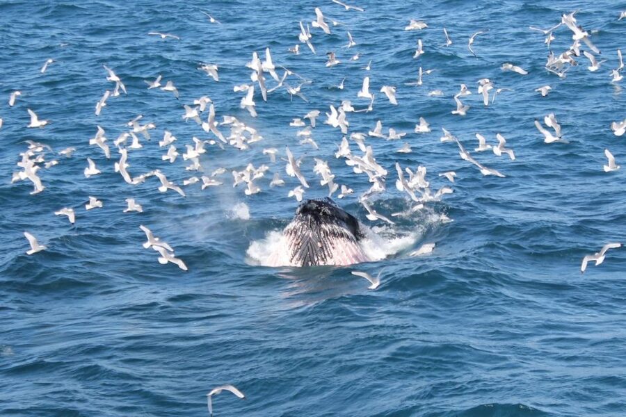 Reykjavik: Whale Watching Excursion & Whale Exhibition - What the Duration Feels Like: A Half-Day You Can Fit