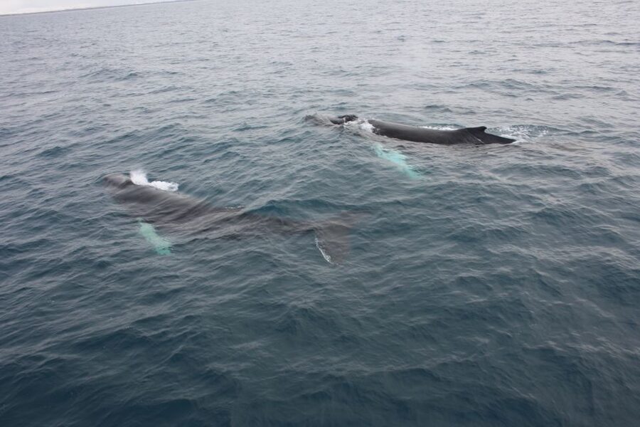 Reykjavik: Whale Watching Excursion & Whale Exhibition - Who Should Book This Tour (And Who Might Prefer Something Else)