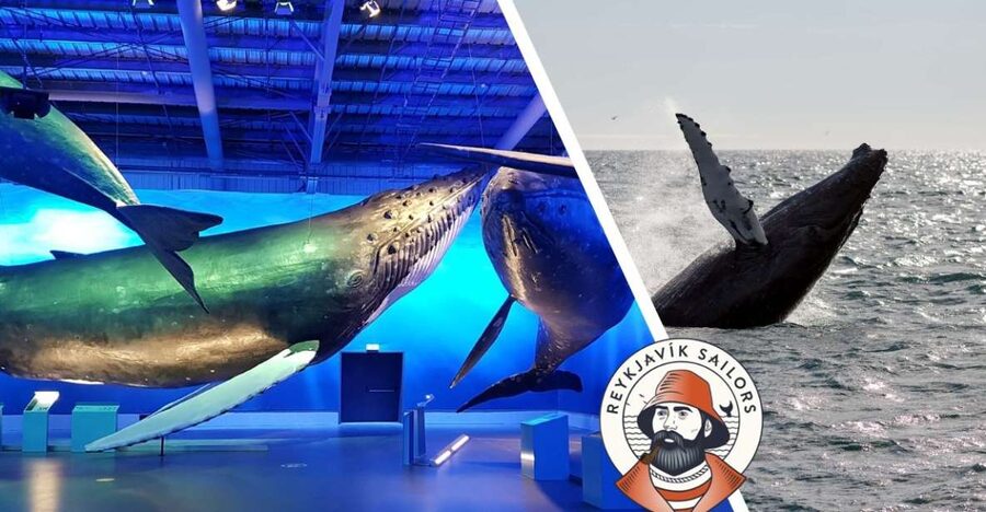 Reykjavik: Whale Watching Excursion & Whale Exhibition - The 3-Hour Atlantic Sail: How Whale Watching Works in Practice