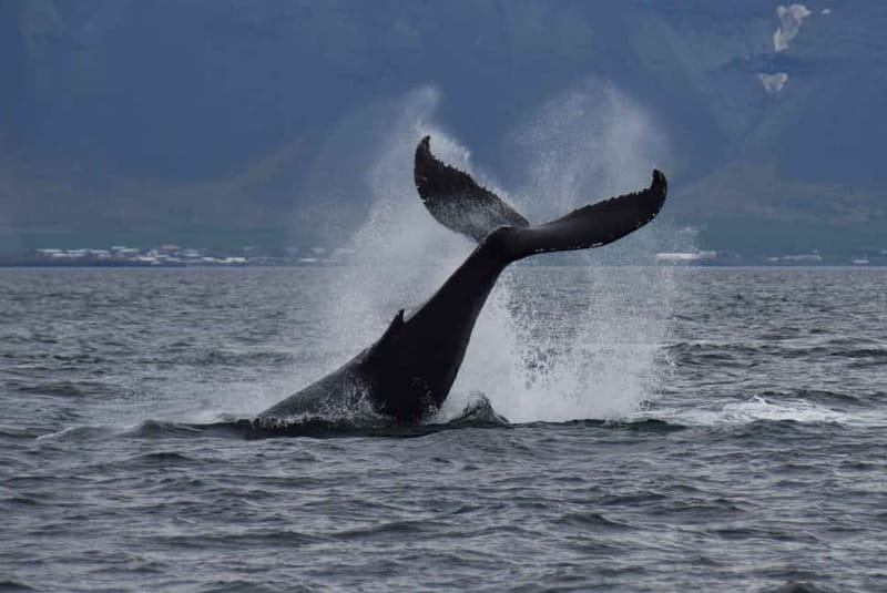 Reykjavik: Whale Watching Express - Key highlights at a glance