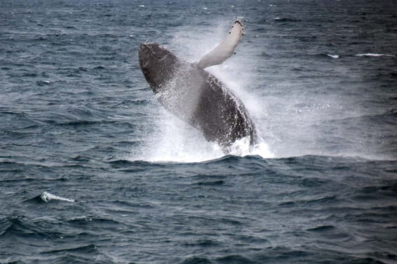 Reykjavik: Whale Watching Express - Reykjavik Old Harbor meet-up and the 20 to 30 minute sprint to whales