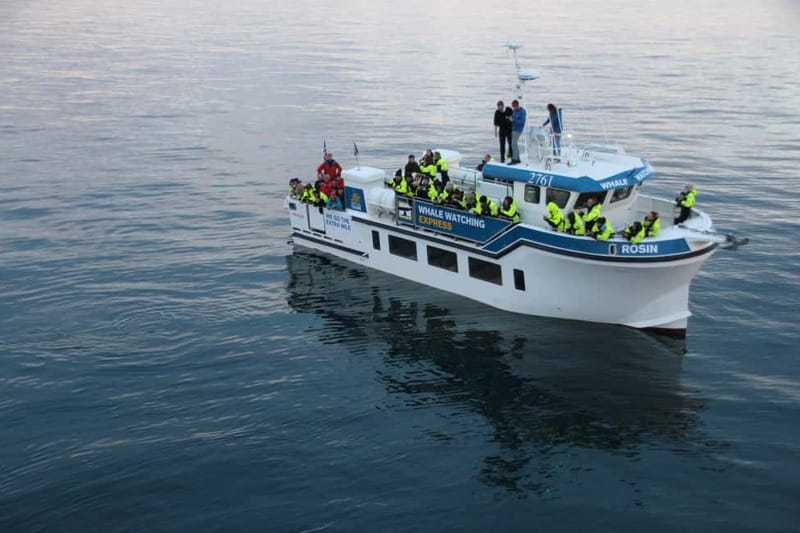 Reykjavik: Whale Watching Express - Your guide on deck: spotting calls, seabird clues, and whale behavior tips