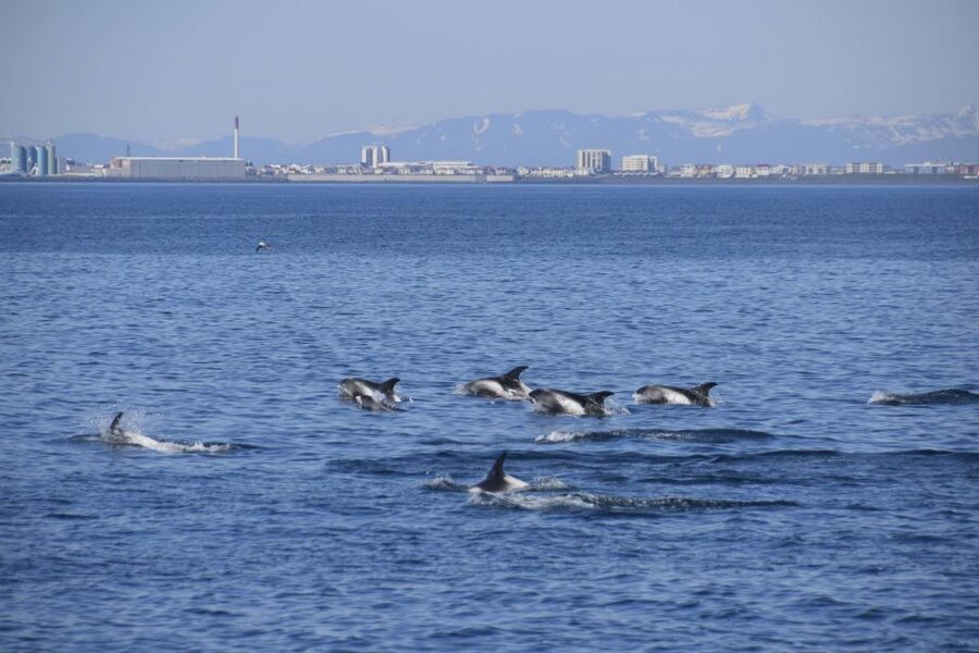 Reykjavik: Whale Watching Express - Choppy water, motion sickness help, and staying warm on a fast ride