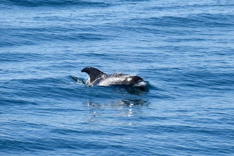 Reykjavik: Whale Watching Express - Price and value at about $106 for a 2-hour outing