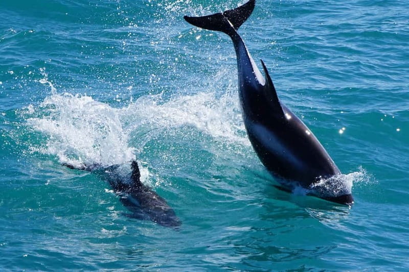 Reykjavik: Whale Watching Express - Who this tour suits best, and who might want a backup plan