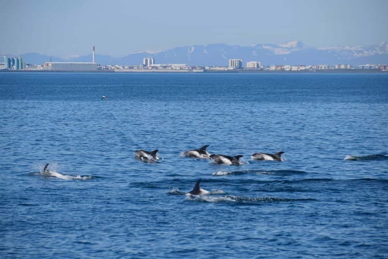 Reykjavik: Whale Watching Express - Should you book the Reykjavik Whale Watching Express?