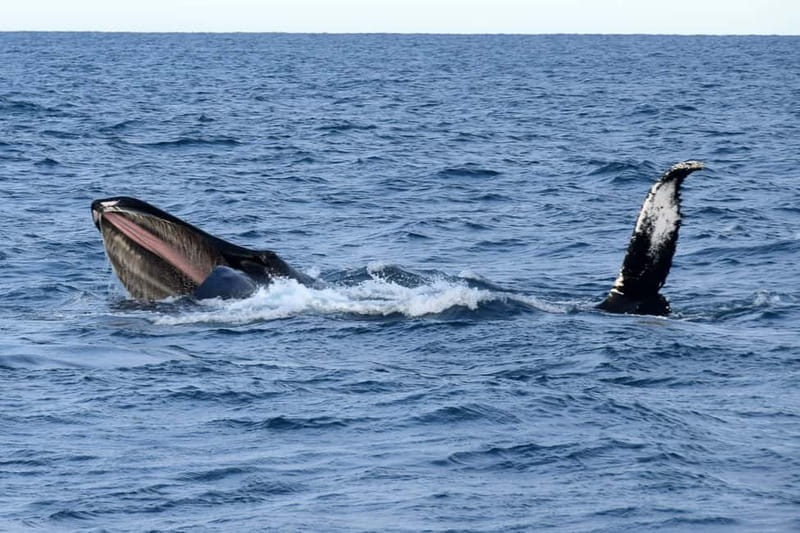 Reykjavik: Whale Watching Express - Express boat comfort, warm overalls, and where to stand for best views