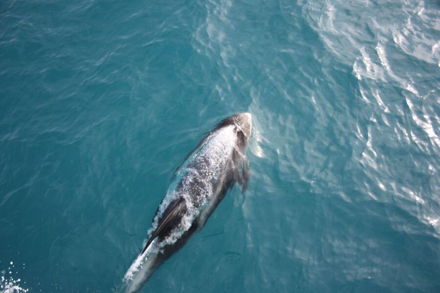 Reykjavik: Whale Watching in Faxaflói Bay & Live Lava Show - Faxaflói Bay: where the whales might show up, and where you’ll see real Iceland