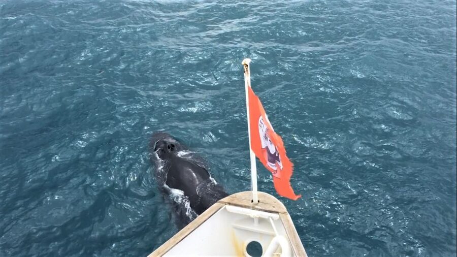 Reykjavik: Whale Watching in Faxaflói Bay & Live Lava Show - How the 4.5-hour combo actually flows in the real world