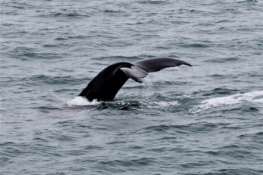 Reykjavik: Whale Watching in Faxaflói Bay & Live Lava Show - Species you might see, and how to think about sightings