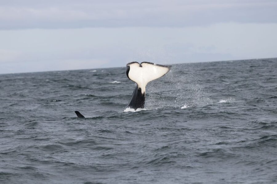 Reykjavik: Whale Watching in Faxaflói Bay & Live Lava Show - The live LAVA SHOW: a 50-minute geology lesson with real heat