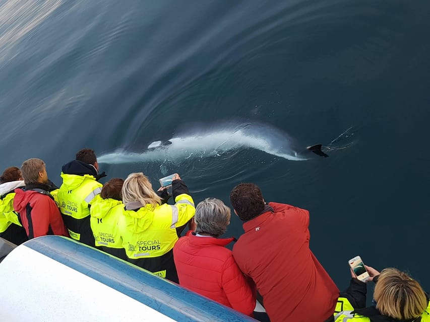 Reykjavik: Whale Watching & Lava Show - Key points before you go