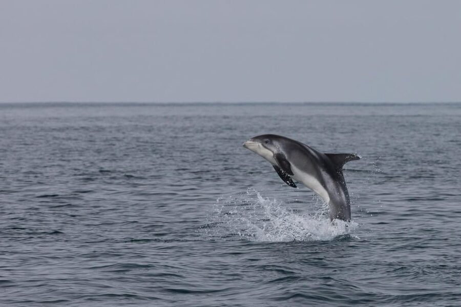 Reykjavik: Whale Watching & Lava Show - Entering the Lava Show: What You Learn and Why It Feels Worth It