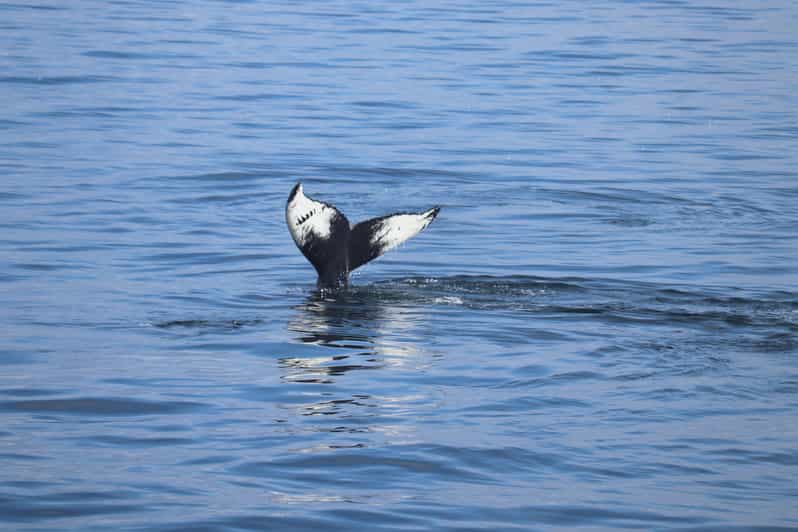 Reykjavik: Whale Watching Morning Expedition - Key things I’d watch for on this Reykjavik whale tour