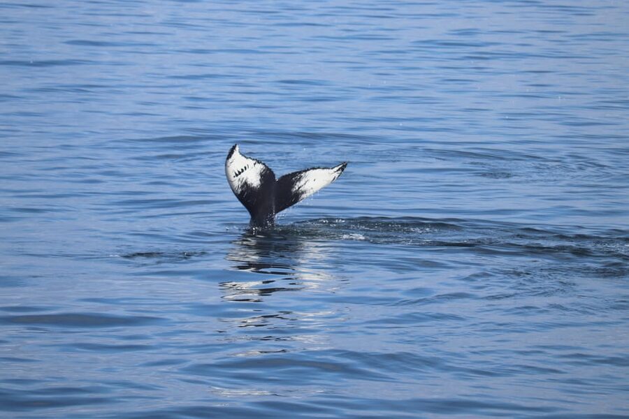 Reykjavik: Whale Watching Morning Expedition - The boat setup: overalls, heated cabin, toilets, and Wi-Fi