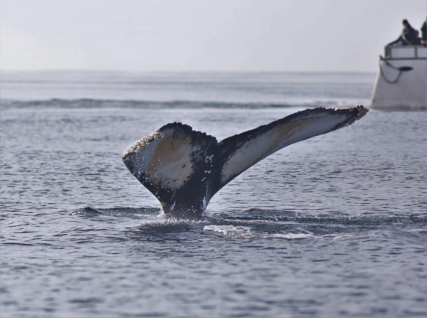 Reykjavik: Whale Watching Morning Expedition - A guided hunt: how the professionals shape your odds