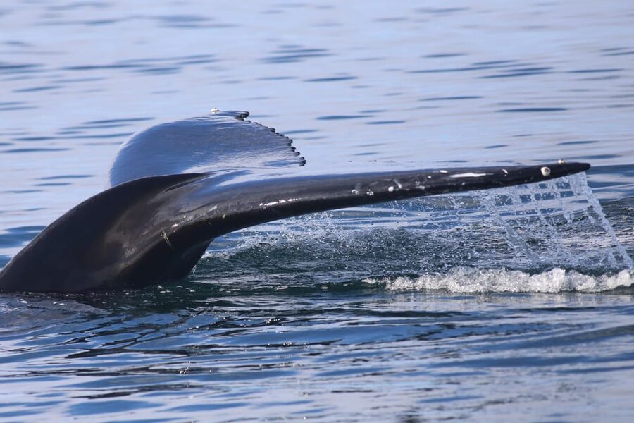 Reykjavik: Whale Watching Morning Expedition - Price and value: is $103 per person fair?