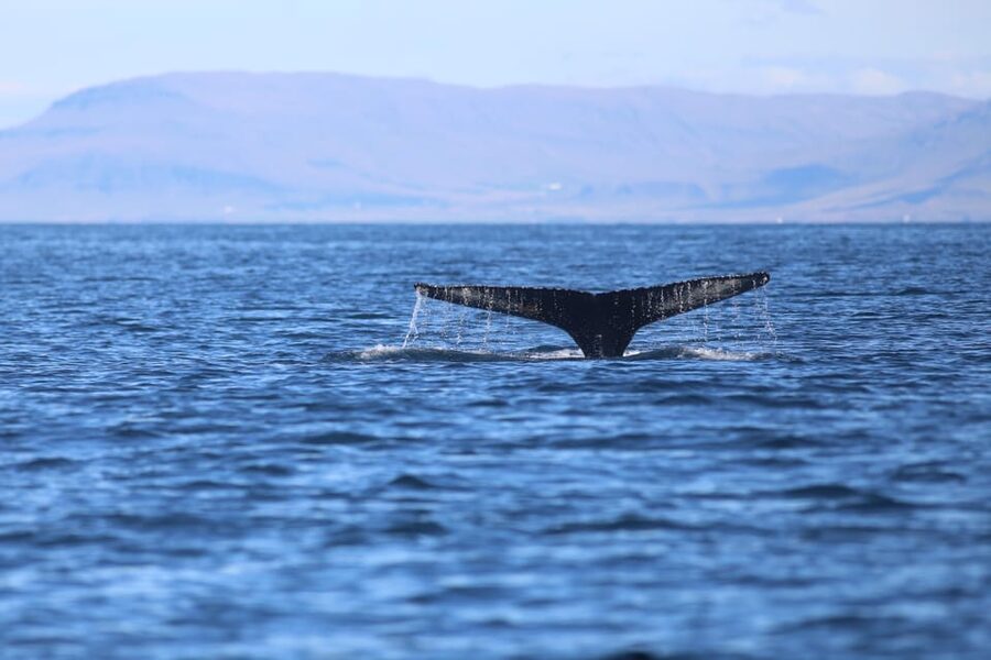 Reykjavik: Whale Watching Morning Expedition - Who this whale watching fits best (and who should skip it)