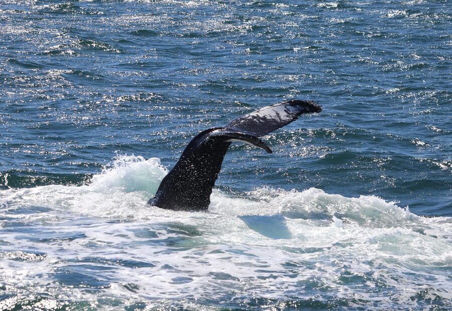 Reykjavik: Whale Watching Morning Expedition - My booking decision checklist