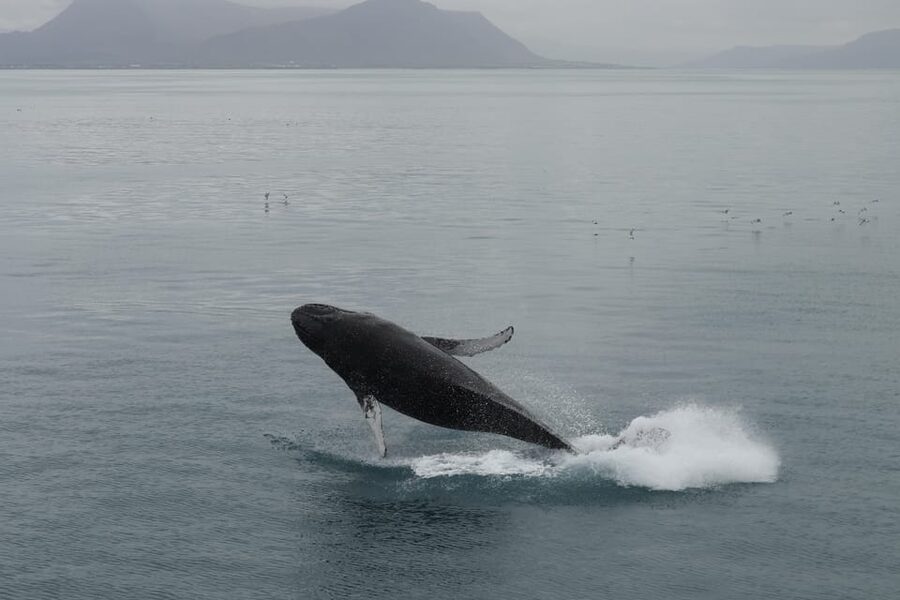 Reykjavik: Whale Watching Morning Expedition - FAQ