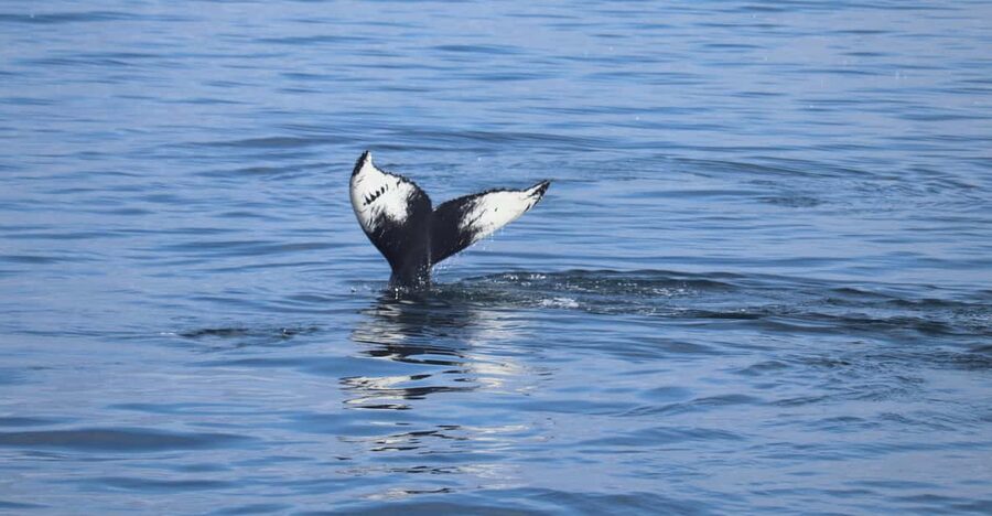 Reykjavik: Whale Watching Morning Expedition - Faxaflói Bay: what you might actually see (and how to think about it)