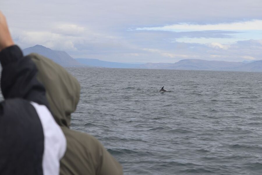 Reykjavik: Whale Watching & Northern Lights Combo Cruise - Should You Book This Reykjavik Sailors Combo Cruise?