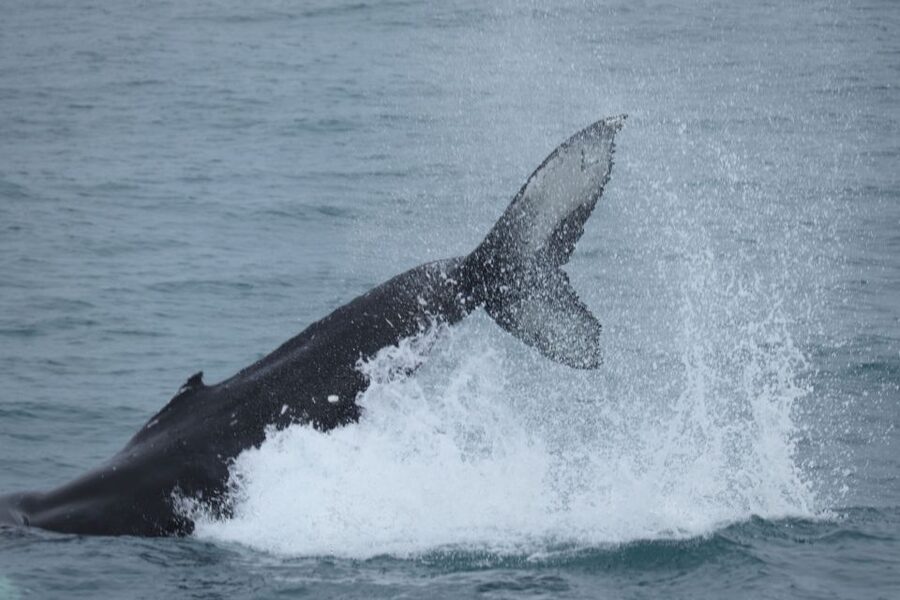 Reykjavik: Whale Watching & Northern Lights Combo Cruise - Why This Reykjavik Whale Watching and Northern Lights Combo Makes Sense