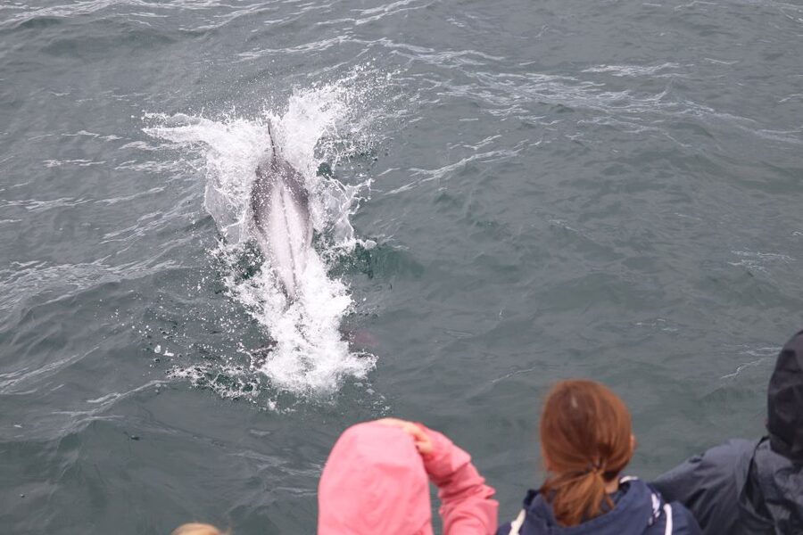 Reykjavik: Whale Watching & Northern Lights Combo Cruise - Price and Value: Is $205 Reasonable in Iceland?