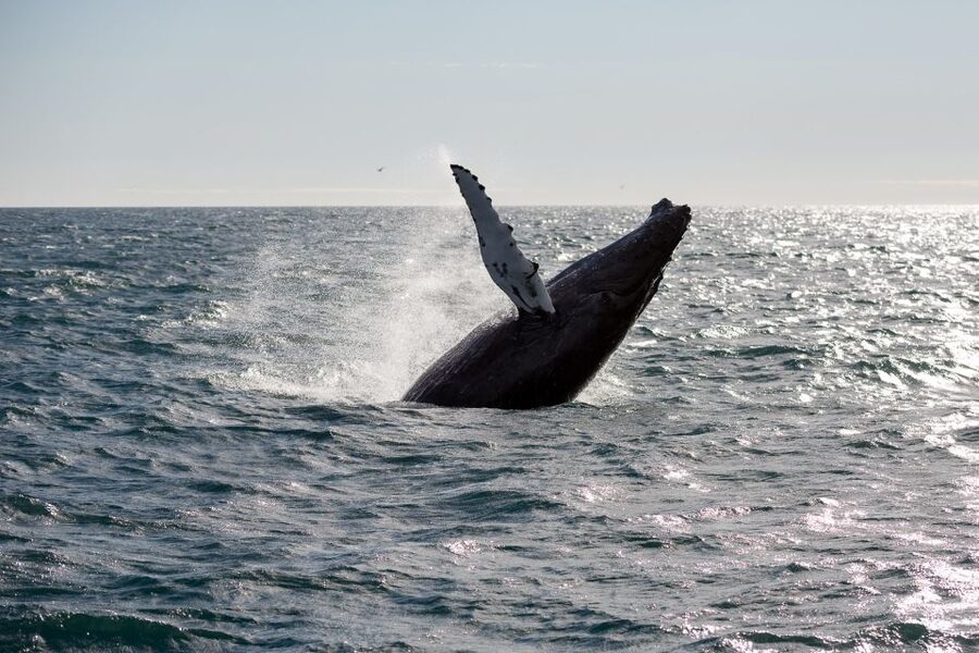Reykjavik: Whale Watching & Northern Lights Combo Cruise - Weather, Shared Boats, and the Reality of Wildlife Spotting