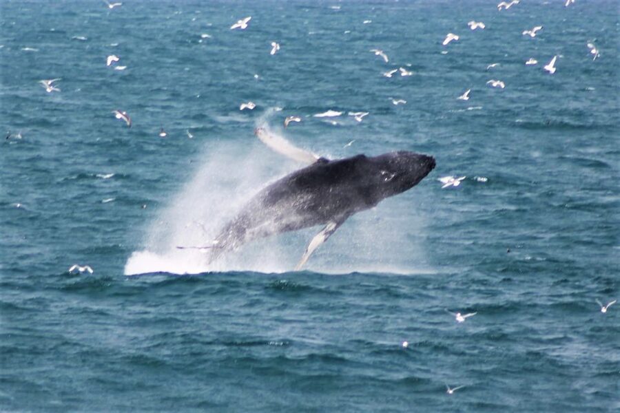 Reykjavik: Whale Watching & Northern Lights Combo Cruise - Who This Tour Fits Best in Your Reykjavik Plan