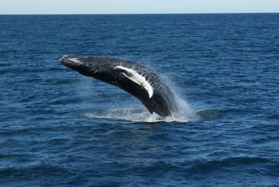 Reykjavik: Whale Watching & Northern Lights Combo Cruise - Faxaflói Bay Whale Watching: What You’ll Be Scanning For