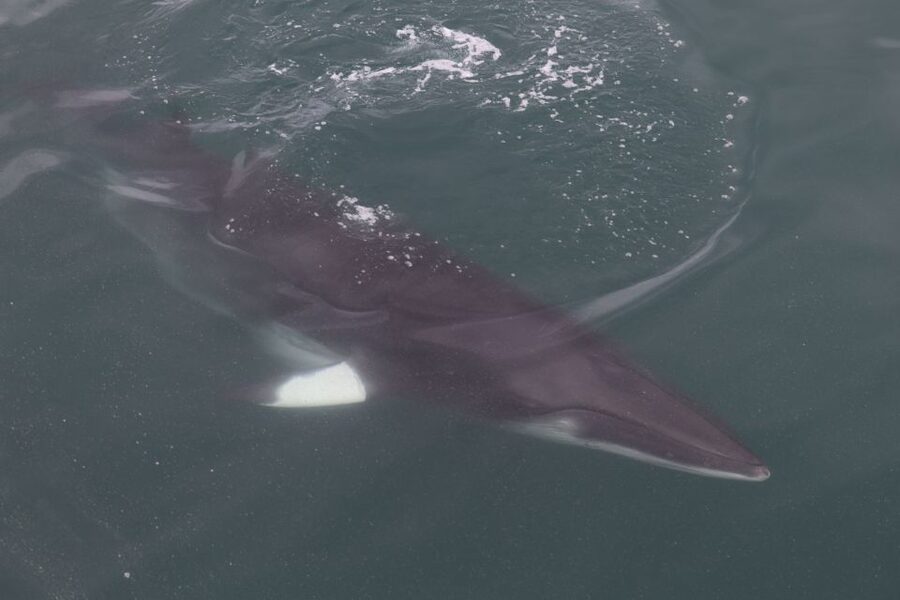 Reykjavik: Whale Watching Tour by RIB Boat - Key points to plan around
