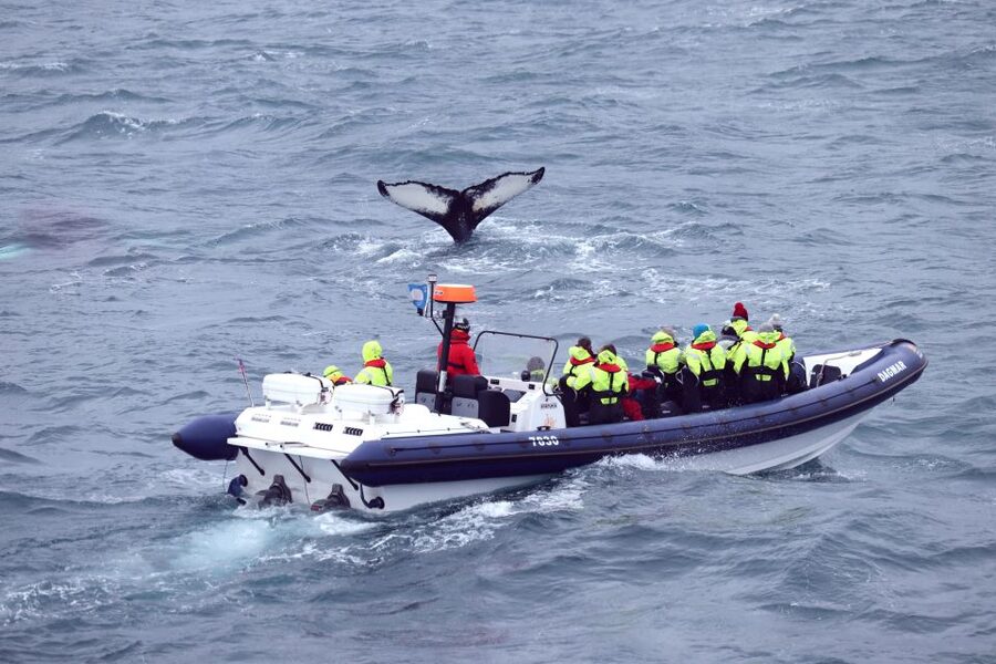 Reykjavik: Whale Watching Tour by RIB Boat - Tips to stay comfortable, even when the sea is doing its thing