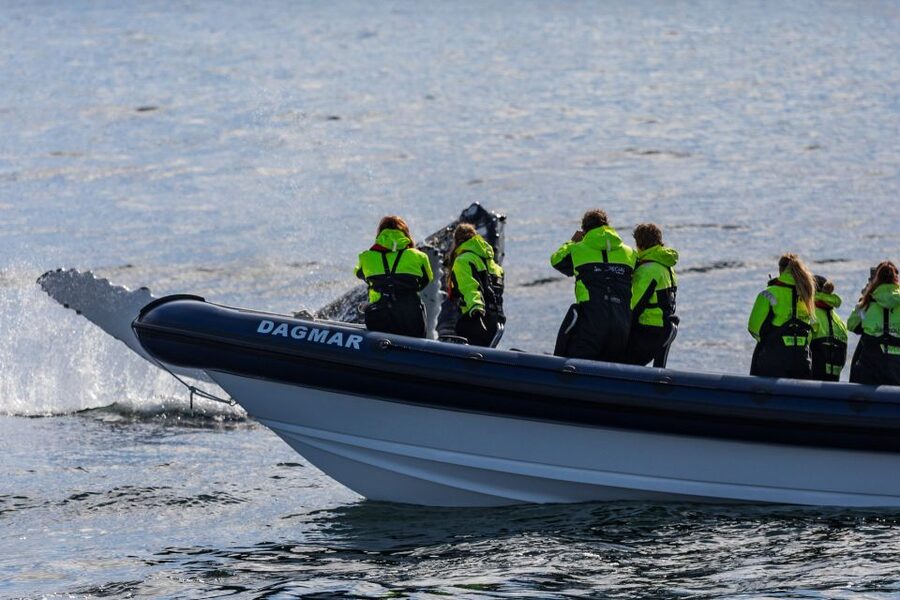 Reykjavik: Whale Watching Tour by RIB Boat - Why Faxaflói Bay on a RIB boat beats the big-ship feeling