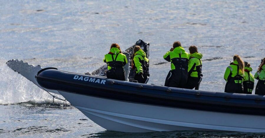 Reykjavik: Whale Watching Tour by RIB Boat - What 2 hours at 32 knots really feels like