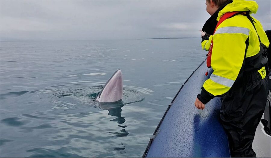 Reykjavik: Whale Watching Tour by RIB Boat - Chasing whales in Faxaflói Bay: what you are looking for