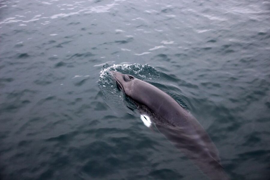 Reykjavik: Whale Watching Tour by RIB Boat - Price and value: is $194 a smart use of your time?