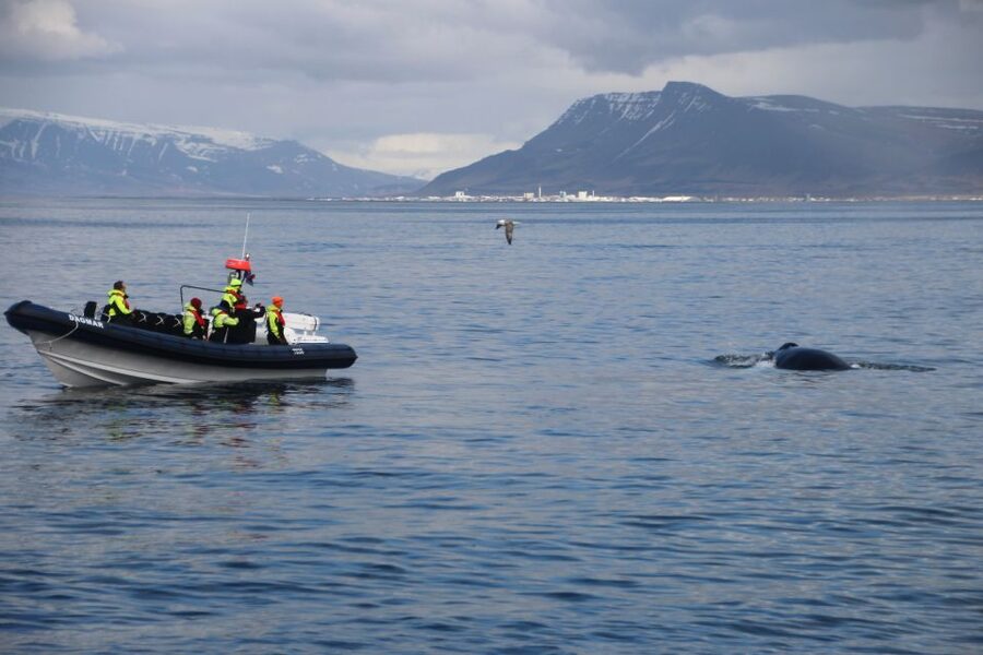 Reykjavik: Whale Watching Tour by RIB Boat - Who this RIB whale watching tour suits best