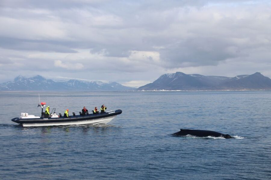 Reykjavik: Whale Watching Tour by RIB Boat - Meeting point at Aegisgardur 5E, and how to make check-in easy