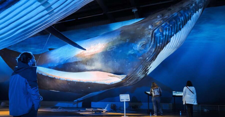 Reykjavik: Whale Watching Tour, Whales of Iceland Exhibition - Key points to know before you go