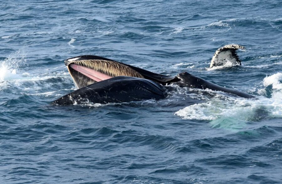 Reykjavik: Whale Watching Tour, Whales of Iceland Exhibition - Best time to go, and what to pack for wind and cold