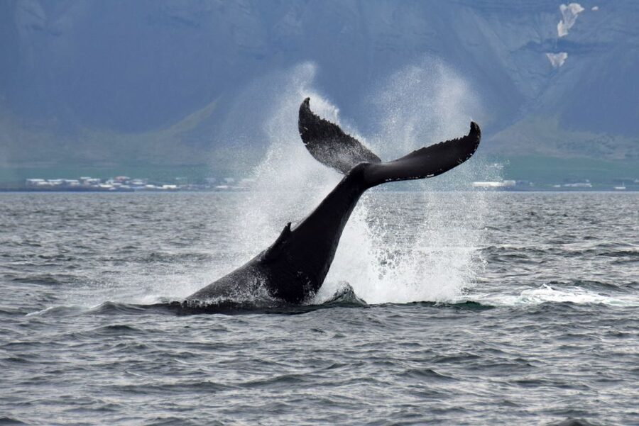 Reykjavik: Whale Watching Tour, Whales of Iceland Exhibition - Live-guided museum tours at 10:30 and 1:30, plus choosing your order