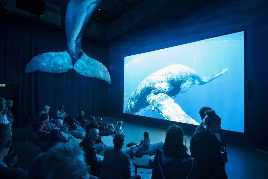 Reykjavik: Whale Watching Tour, Whales of Iceland Exhibition - Price and value: why $123 can make sense here