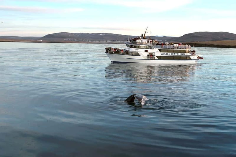 Reykjavik: Whale Watching Tour with Expert Guide - Key highlights I’d prioritize