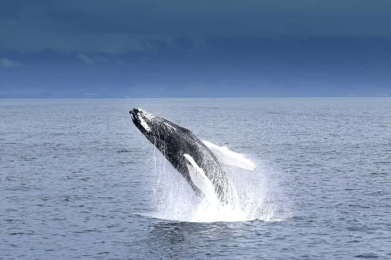 Reykjavik: Whale Watching Tour with Expert Guide - Setting Off From Reykjavík Old Harbour (and why it matters)