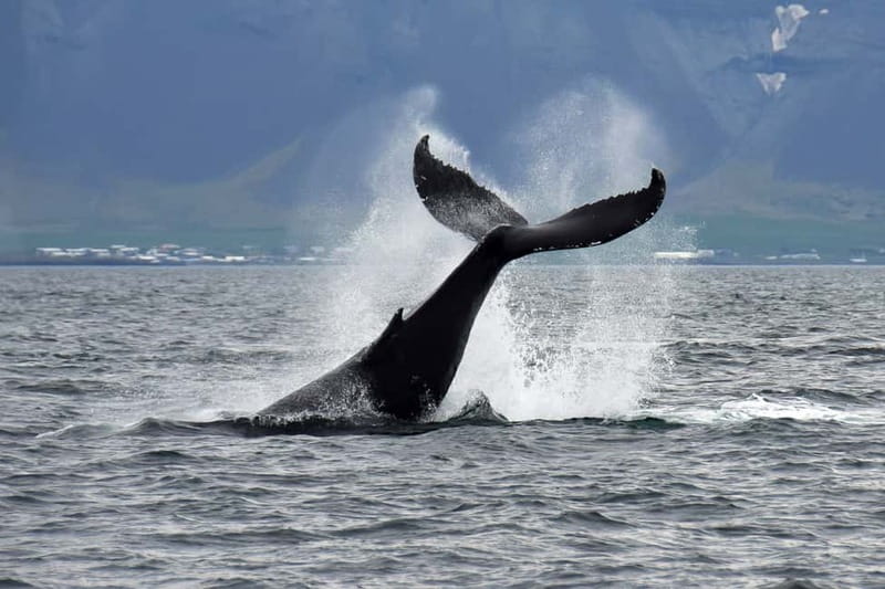 Reykjavik: Whale Watching Tour with Expert Guide - Andrea comfort: overalls, heated seats, and deck time that doesn’t punish you