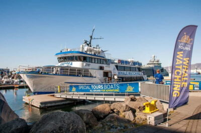 Whale Watching Tour with Expert Guide