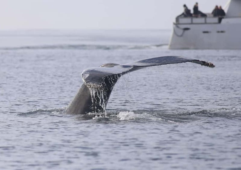 Reykjavik: Whale Watching Tour with Expert Guide - Classic vs Express: choosing the right departure in Iceland seasons