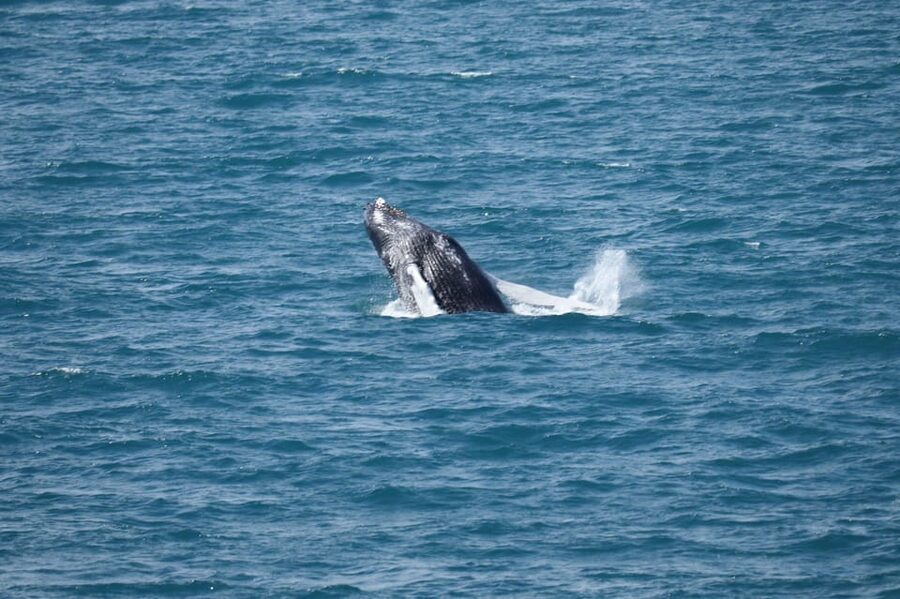 Reykjavik: Whale Watching Tour with Express Option - Key things to know before you go